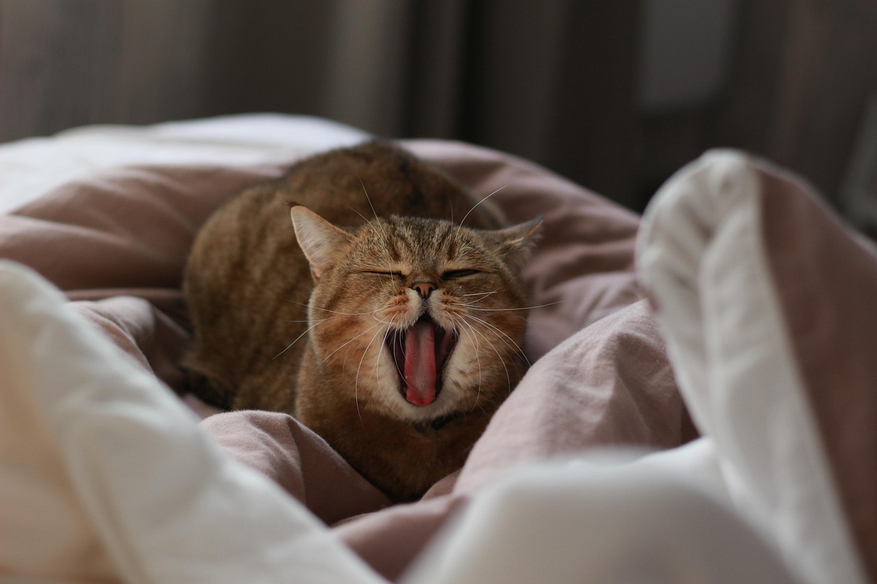 How Do I Ipl Betting Platforms Comparison: Which Is Better for Indian Players in 2026?